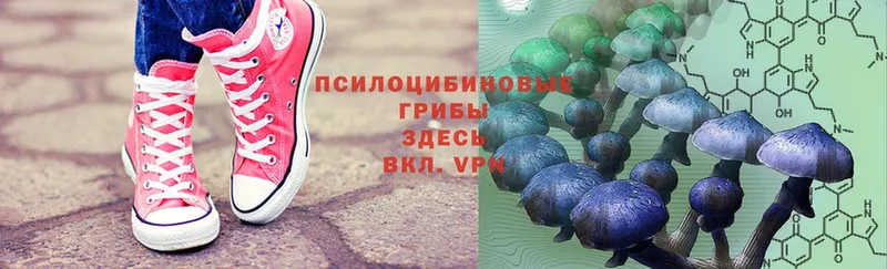 купить наркотик  Красногорск  Галлюциногенные грибы Psilocybe 